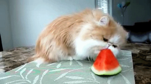 Cat Eating GIF Find & Share on GIPHY