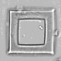 Bacteria Cage animated GIF