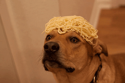 New trending GIF tagged dog blinking spaghetti via… | Trending Gifs