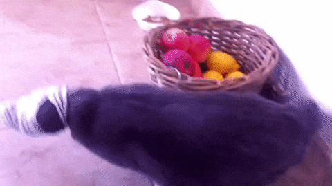 cat sock gif compilation of cats wearing socks shows kitties cat sock gif compilation of cats wearing socks shows kitties