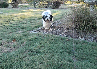 dog animated GIF