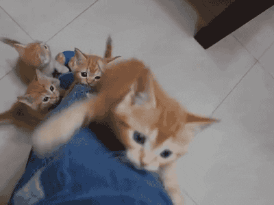 two kittens gif