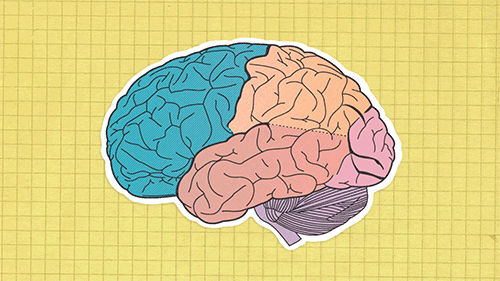 Brain