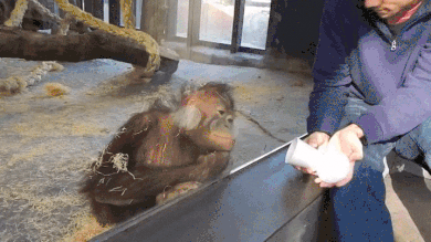 New trending GIF tagged lol laughing orangutan rofl… | Trending Gifs