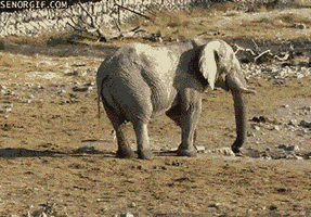 слон испугался маленького зверька