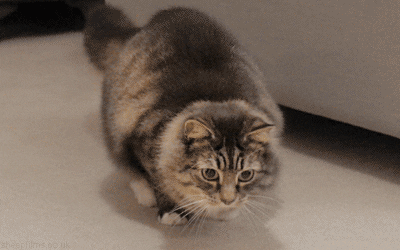 cat, wiggle Gif For Fun – Businesses in USA