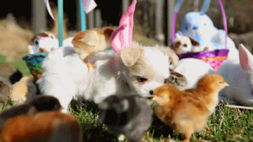 New trending GIF tagged animals dog cute puppy…