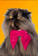 AmberTheIrishPersian