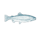 Kulmerfisch