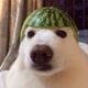 TheDirtyDog