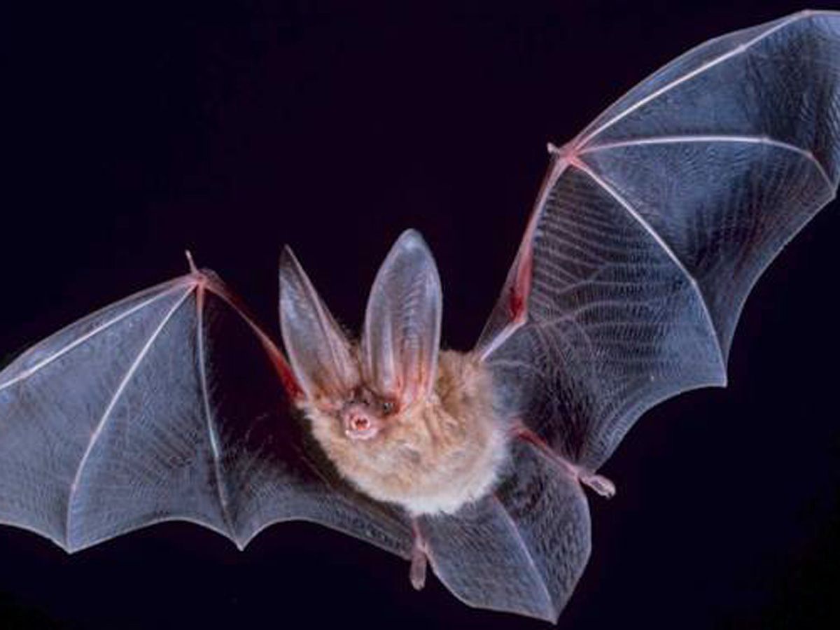 Giphy profile picture for @bats