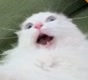 catsquisher