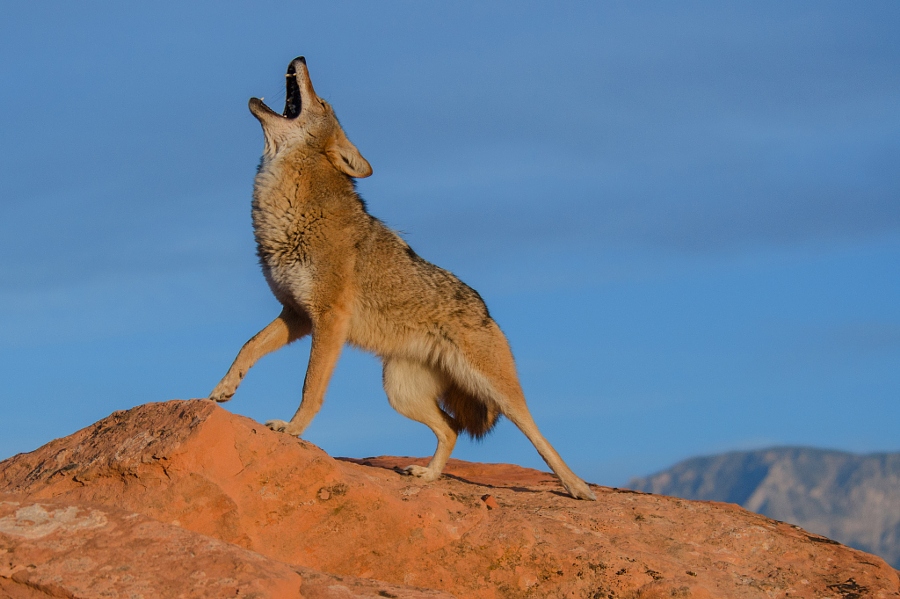 Giphy profile picture for @Coyote
