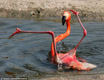 flamingoshadow