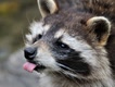 el_raccoon