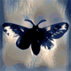 Hello Moth Avatar