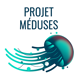 projet-meduses
