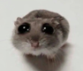 SadHamsterio