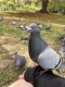 pigeonpals