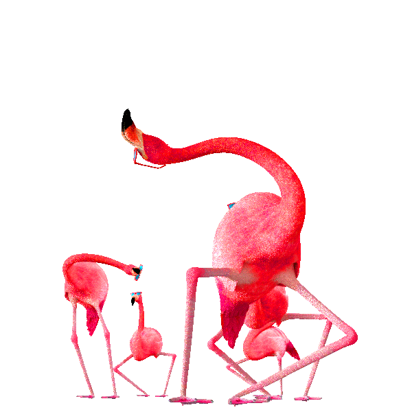 Розовый Фламинго. Смешной Фламинго. Танцующий Фламинго. Фламинго танцует