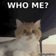 simbafluffyboss