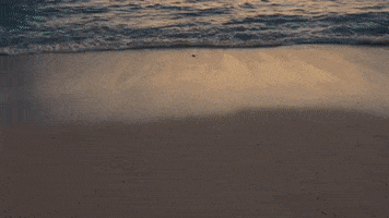 Nft GIF by JawsBTC