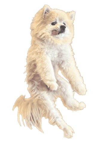 Dog Dancing Sticker by Munjo Munjo