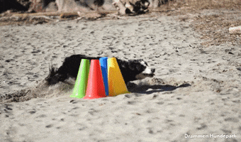 Drammen Hundepark GIF