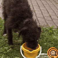 Tiere Bis Unters Dach Dog GIF by SWR Kindernetz