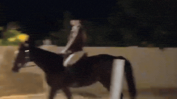 Horseback Riding Horse GIF