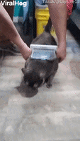200.gif?cid=fc005b08de2a89daa7bcaaf7c4923e00778241b2c7050211&rid=200.gif&ct=g