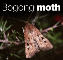 Bogong Moth Australia GIF by Australian Conservation Foundation