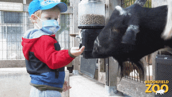 Petting Zoo Eating GIF by Brookfield Zoo