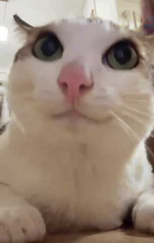 Cat GIF