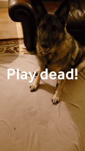 Play Dead GIF