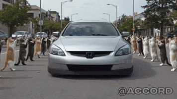 Honda Cats GIF