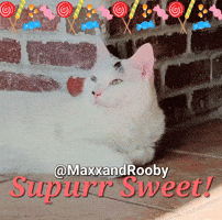 White Cat GIF