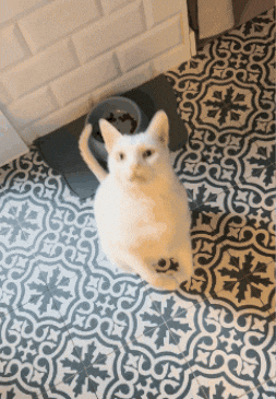 Boytheflipcat GIF
