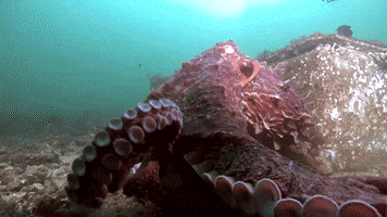 Laura James Cephalopod GIF by OctoNation® The Largest Octopus Fan Club!