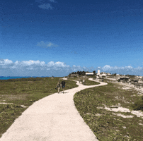 TheDolphinCompany GIF