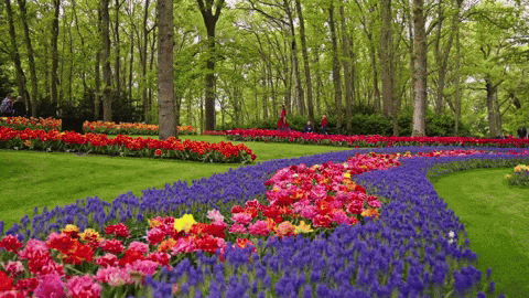 Tulips GIFs on GIPHY - Be Animated