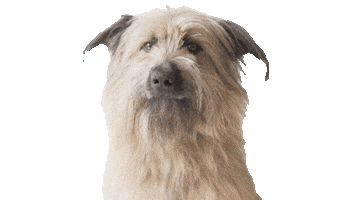 Dog Sticker by Vínculo Norte