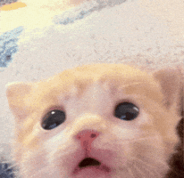 Cat GIF