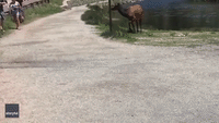 Protective Cow Elk Lunges at Pedestrians in Colorado