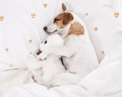 Envy Copper Silk GIF