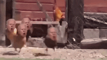 Chickenjoe GIF