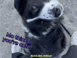 Dog GIF