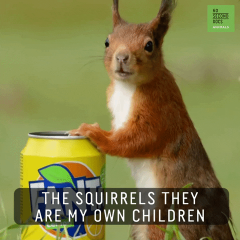 squirrel drinking beer gif