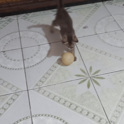Nepalicats Kitten Cat Football Messi Ronaldo Fight Faul Penalty GIF