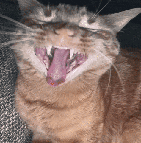 Orangecat GIF